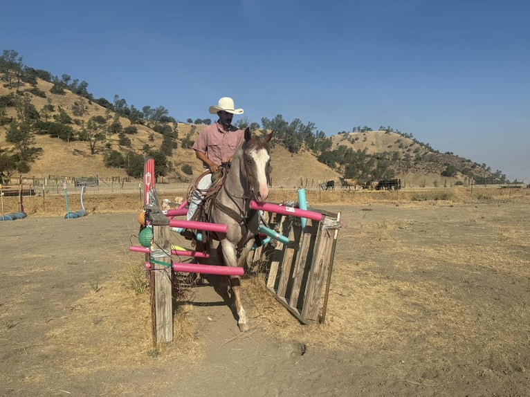 American Quarter Horse Gelding 10 years 15,1 hh Roan-Red in Paicines CA