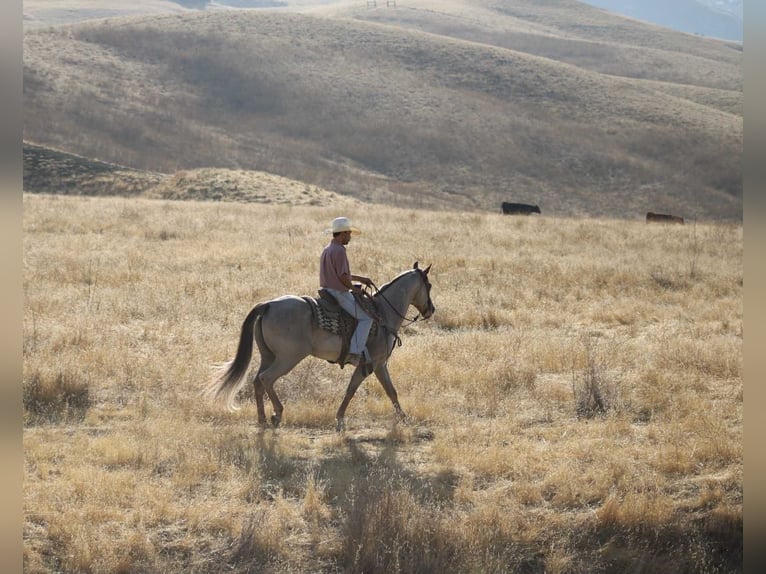 American Quarter Horse Gelding 10 years 15,1 hh Roan-Red in Paicines CA