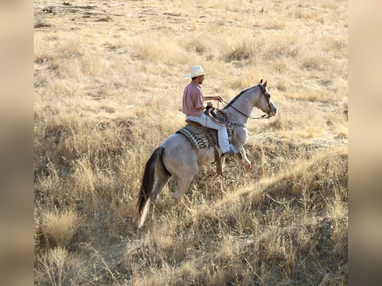 American Quarter Horse Gelding 10 years 15,1 hh Roan-Red in Paicines CA