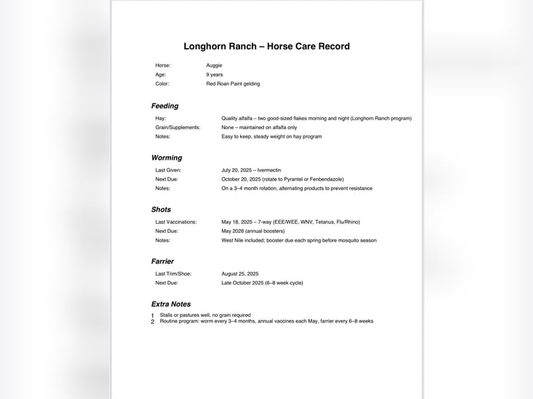 American Quarter Horse Gelding 10 years 15,1 hh Roan-Red in Paicines CA