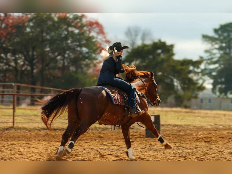 American Quarter Horse Gelding 10 years 15,1 hh Sorrel in Quitman
