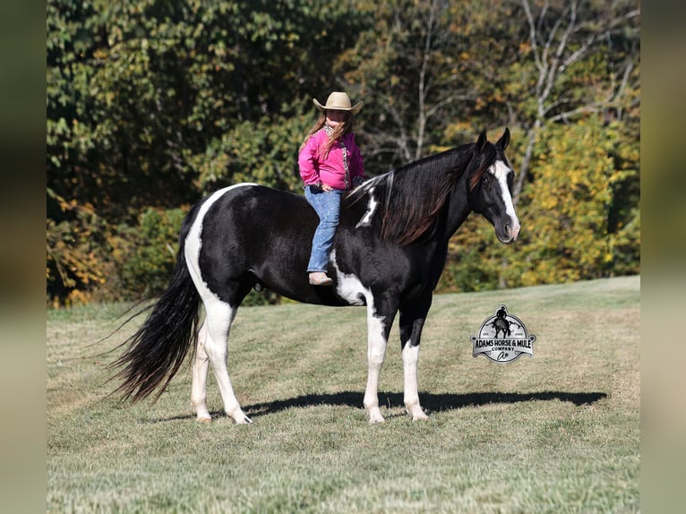 American Quarter Horse Gelding 10 years 15,1 hh Tobiano-all-colors in Wickenburg
