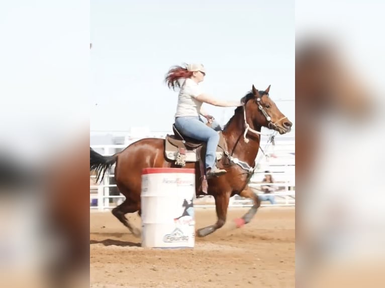 American Quarter Horse Gelding 10 years 15,2 hh Bay in Marana, AZ