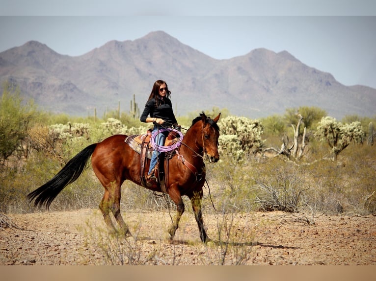 American Quarter Horse Gelding 10 years 15,2 hh Bay in Marana, AZ