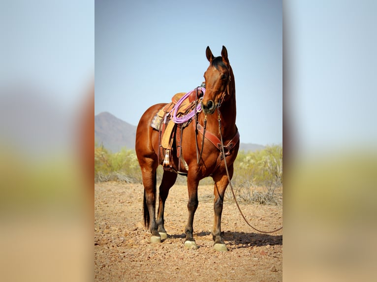 American Quarter Horse Gelding 10 years 15,2 hh Bay in Marana, AZ