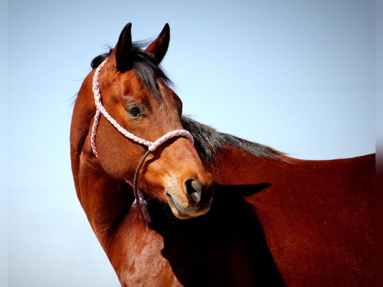 American Quarter Horse Gelding 10 years 15,2 hh Bay in Marana, AZ