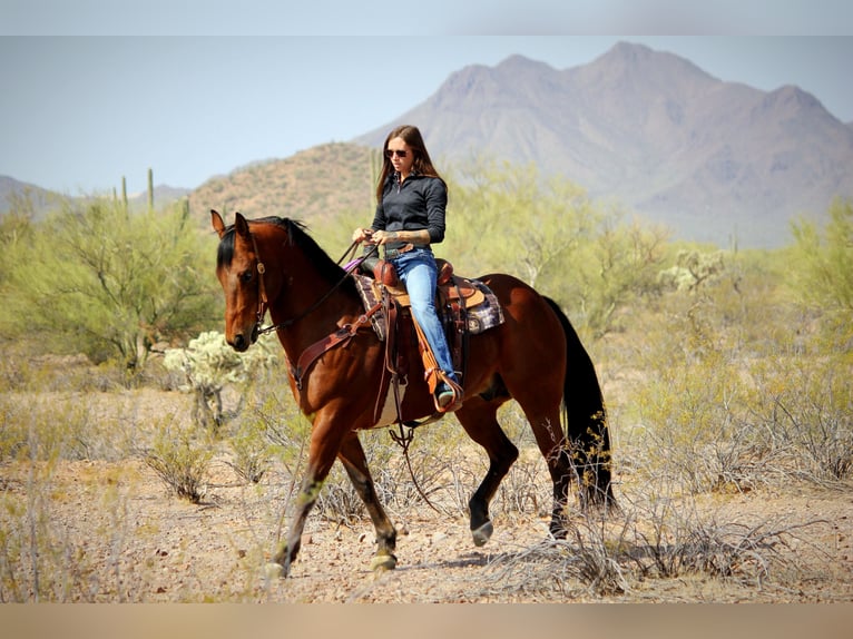 American Quarter Horse Gelding 10 years 15,2 hh Bay in Marana, AZ