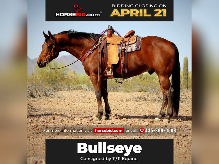 American Quarter Horse Gelding 10 years 15,2 hh Bay in Marana, AZ