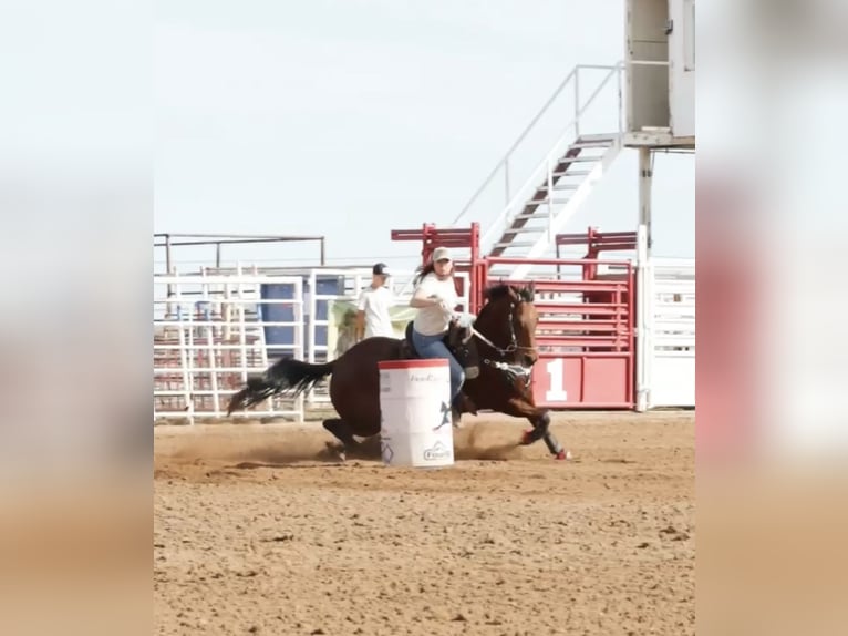 American Quarter Horse Gelding 10 years 15,2 hh Bay in Marana, AZ