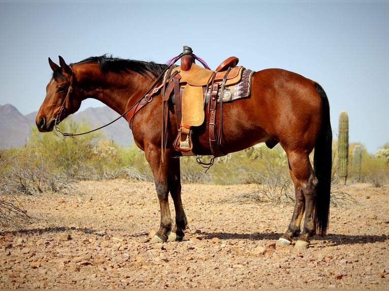 American Quarter Horse Gelding 10 years 15,2 hh Bay in Marana, AZ