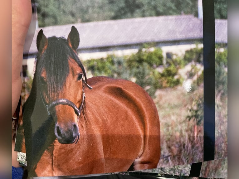 American Quarter Horse Mix Gelding 10 years 15,2 hh Brown in Trebbin