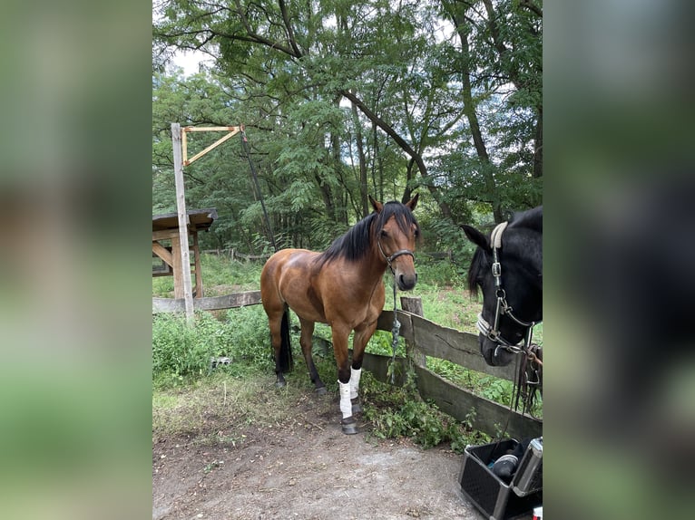 American Quarter Horse Mix Gelding 10 years 15,2 hh Brown in Trebbin