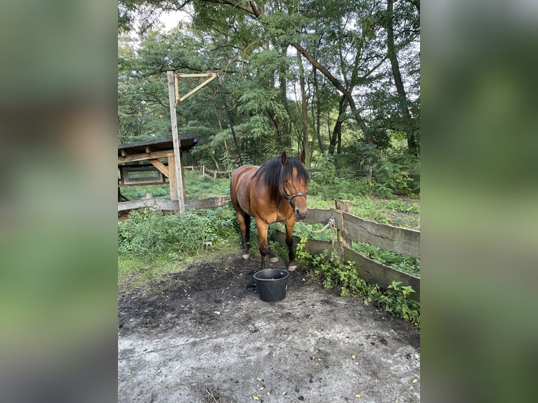 American Quarter Horse Mix Gelding 10 years 15,2 hh Brown in Trebbin