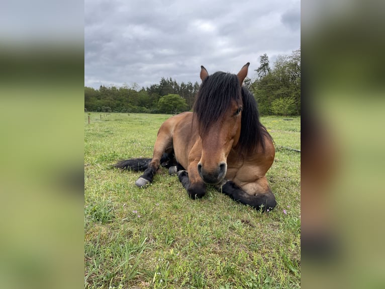 American Quarter Horse Mix Gelding 10 years 15,2 hh Brown in Trebbin