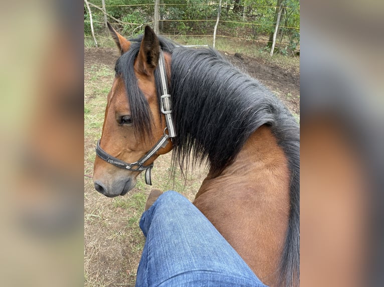 American Quarter Horse Mix Gelding 10 years 15,2 hh Brown in Trebbin
