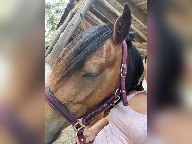 American Quarter Horse Mix Gelding 10 years 15,2 hh Brown in Trebbin