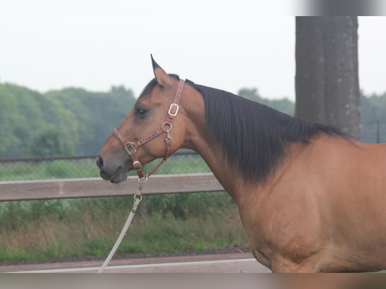 American Quarter Horse Gelding 10 years 15,2 hh Dun in Nistelrode