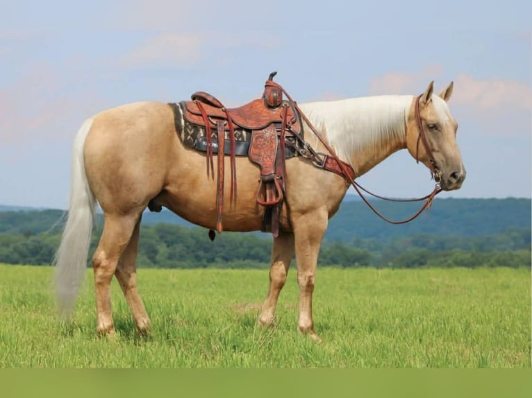 American Quarter Horse Gelding 10 years 15,2 hh Palomino in Clover