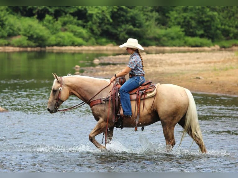American Quarter Horse Gelding 10 years 15,2 hh Palomino in Clover