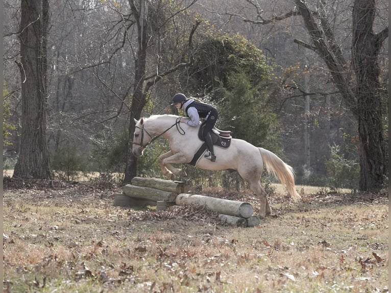 American Quarter Horse Gelding 10 years 15,2 hh Palomino in Clover
