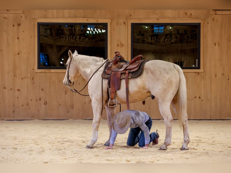American Quarter Horse Gelding 10 years 15,2 hh Palomino in Needmore