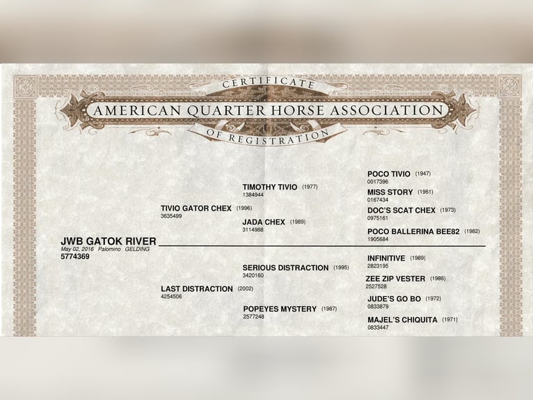 American Quarter Horse Gelding 10 years 15,2 hh Palomino in shobonier, IL