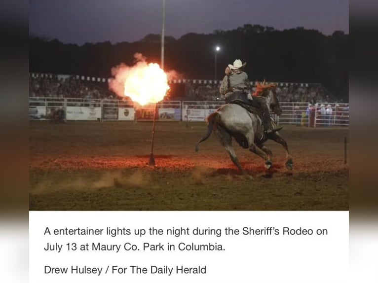 American Quarter Horse Gelding 10 years 15,2 hh in Lyles, TN
