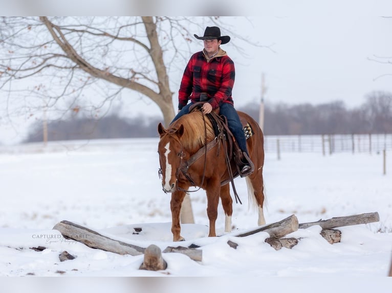 American Quarter Horse Gelding 10 years 15,2 hh Sorrel in La Grange