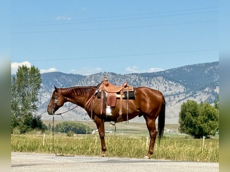 American Quarter Horse Gelding 10 years 15,2 hh Sorrel in Drummond