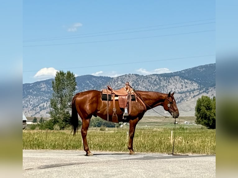 American Quarter Horse Gelding 10 years 15,2 hh Sorrel in Drummond