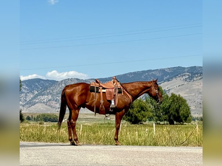 American Quarter Horse Gelding 10 years 15,2 hh Sorrel in Drummond