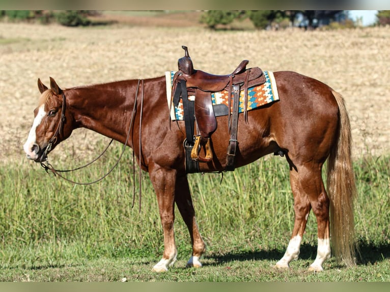 American Quarter Horse Gelding 10 years 15,2 hh Sorrel in Henderson American Quarter Horse Gelding 10 years 15,2 hh Sorrel in Henderson