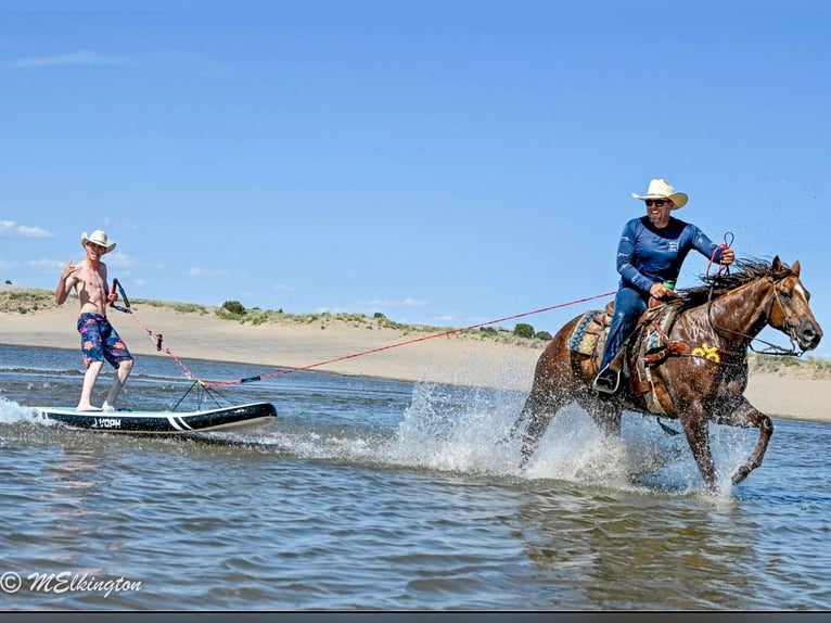 American Quarter Horse Gelding 10 years 15,2 hh Sorrel in Rigby, ID