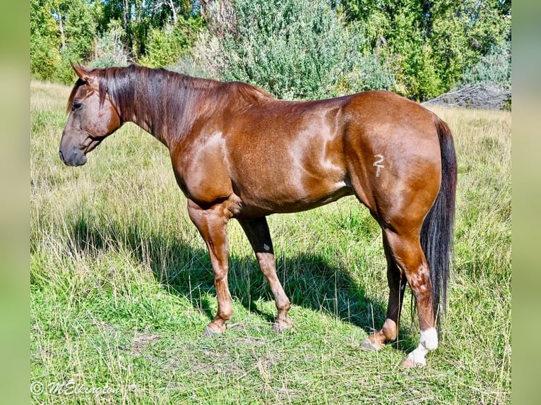 American Quarter Horse Gelding 10 years 15,2 hh Sorrel in Rigby, ID