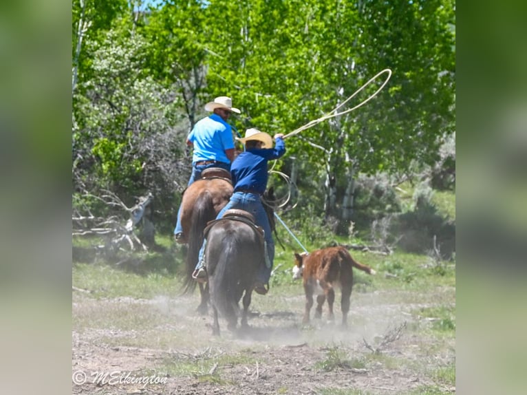 American Quarter Horse Gelding 10 years 15,2 hh Sorrel in Rigby, ID