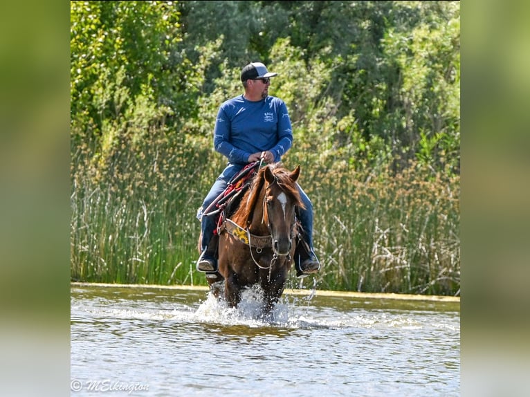 American Quarter Horse Gelding 10 years 15,2 hh Sorrel in Rigby, ID