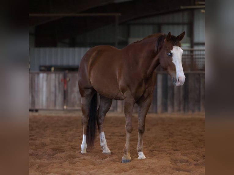 American Quarter Horse Gelding 10 years 15,2 hh Sorrel in Ripley
