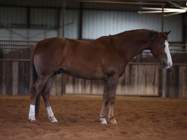 American Quarter Horse Gelding 10 years 15,2 hh Sorrel in Ripley