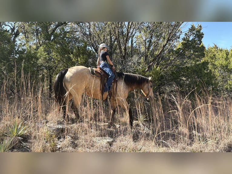 American Quarter Horse Gelding 10 years 15,3 hh Buckskin in Cleburne