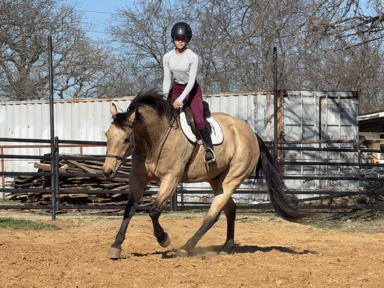 American Quarter Horse Gelding 10 years 15,3 hh Buckskin in Cleburne