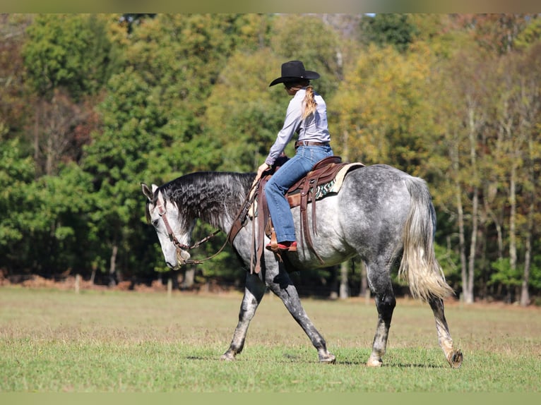 American Quarter Horse Gelding 10 years 15,3 hh Grey in Clarion