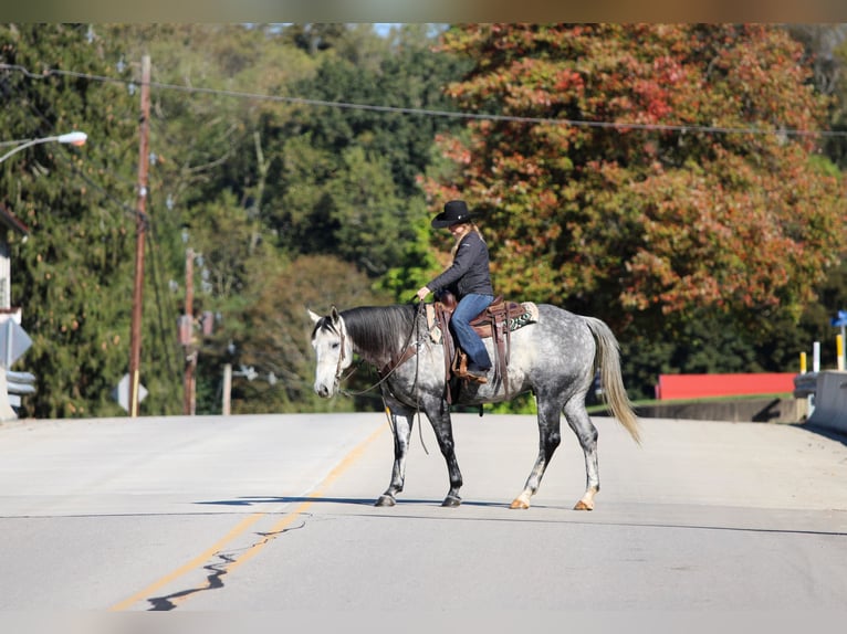 American Quarter Horse Gelding 10 years 15,3 hh Grey in Clarion