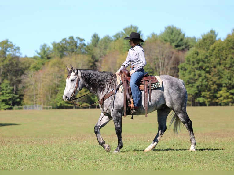 American Quarter Horse Gelding 10 years 15,3 hh Grey in Clarion
