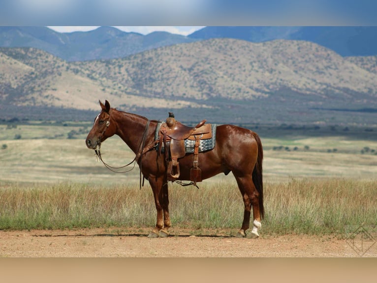 American Quarter Horse Gelding 10 years 15,3 hh Sorrel in Nogales