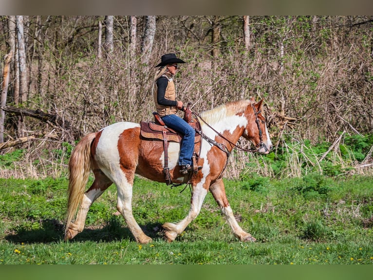 American Quarter Horse Gelding 10 years 16,1 hh Chestnut in Flemingsburg, ky