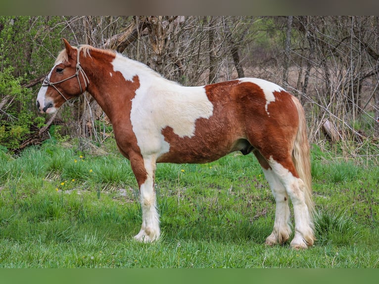 American Quarter Horse Gelding 10 years 16,1 hh Chestnut in Flemingsburg, ky