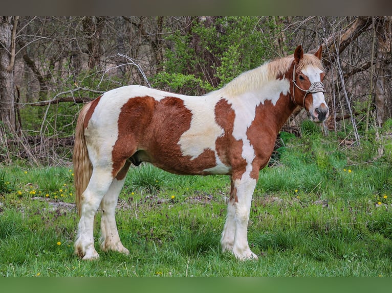 American Quarter Horse Gelding 10 years 16,1 hh Chestnut in Flemingsburg, ky