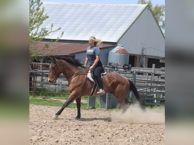American Quarter Horse Gelding 10 years 16,1 hh Roan-Bay in Charleston IL