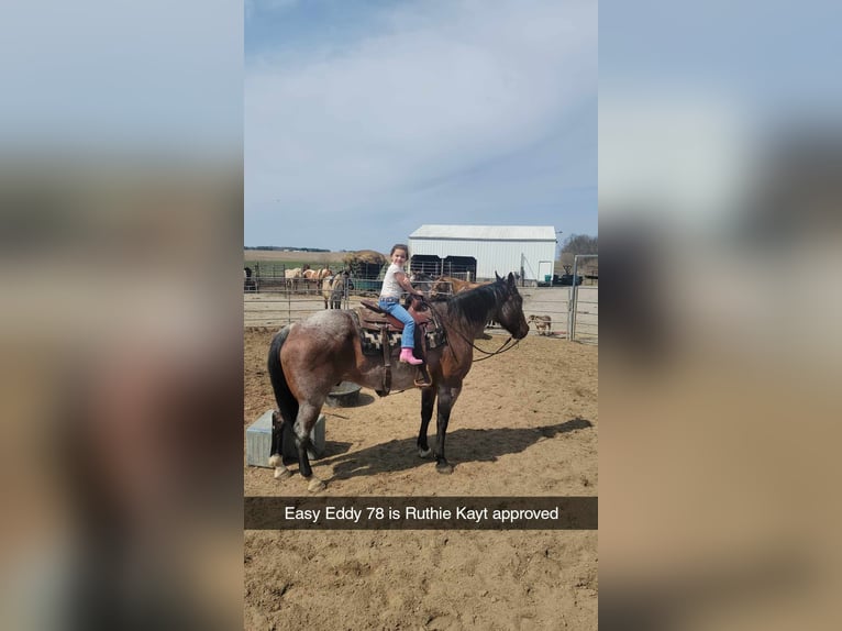 American Quarter Horse Gelding 10 years 16,1 hh Roan-Bay in Charleston IL