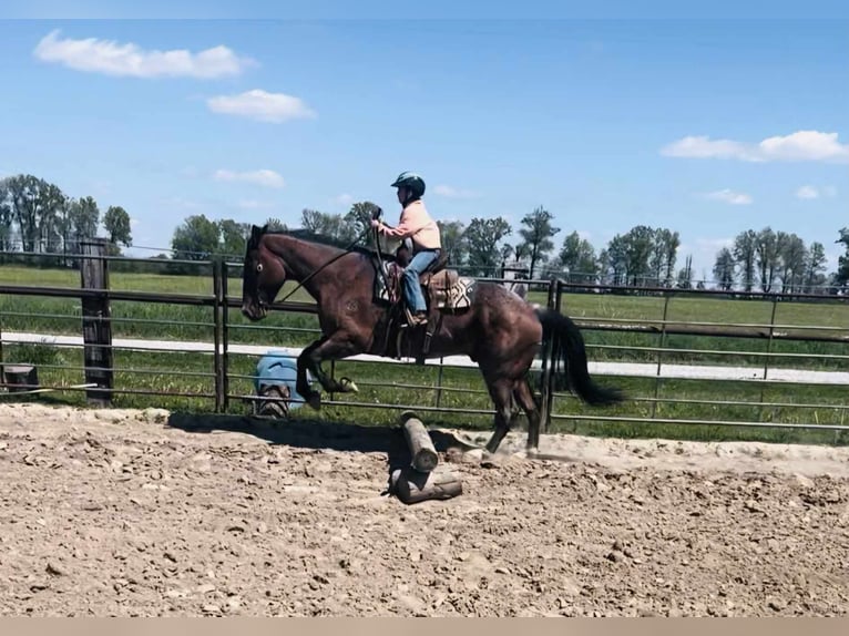 American Quarter Horse Gelding 10 years 16,1 hh Roan-Bay in Charleston IL